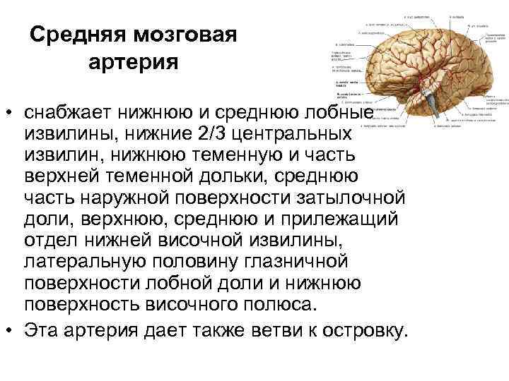 Регуляция сердечной деятельности отдел головного мозга