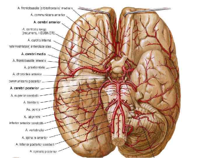 Кровоснабжение среднего мозга схема