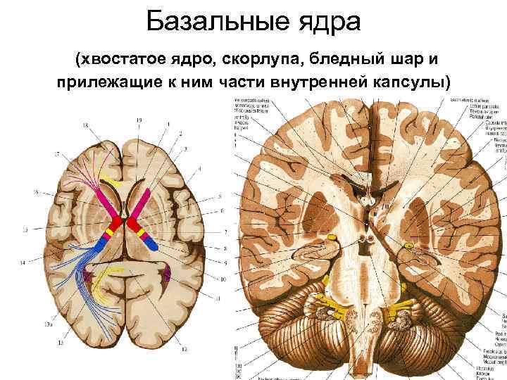 Схема расположения базальных ядер