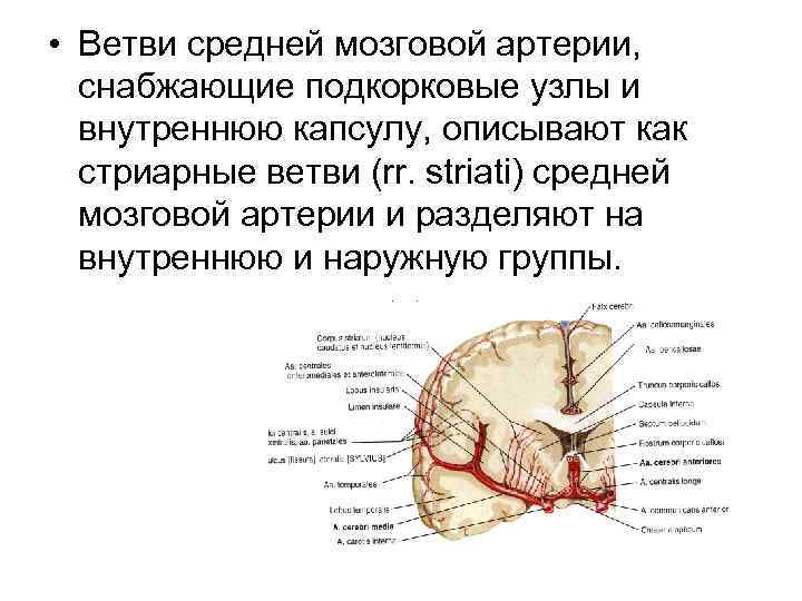 Средняя мозговая артерия