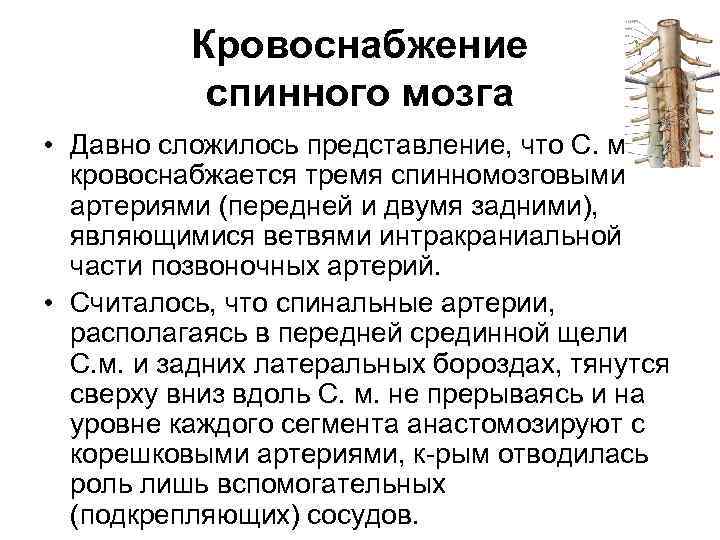 Сложилось представление. Кровоснабжение спинного мозга. Кровоснабжение спинного мозга кратко. 18.Кровоснабжение спинного мозга.. Среднегрудной отдел спинного мозга кровоснабжается от ветвей:.