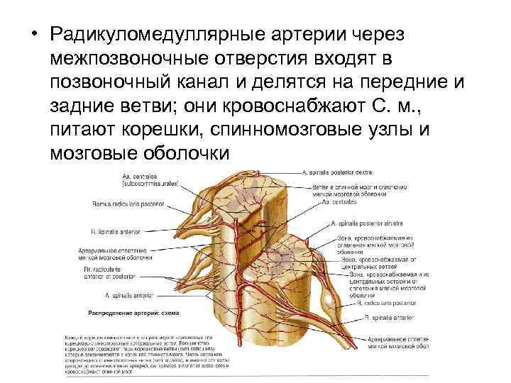 Спинные отверстия. Артерия Адамкевича анатомия. Спинной мозг кровоснабжают артерии. Артерия Депрож Готтерона анатомия. Спинальная артерия.