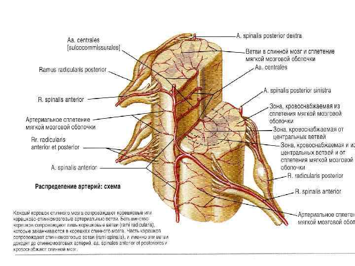 Кровоснабжение спинного мозга схема