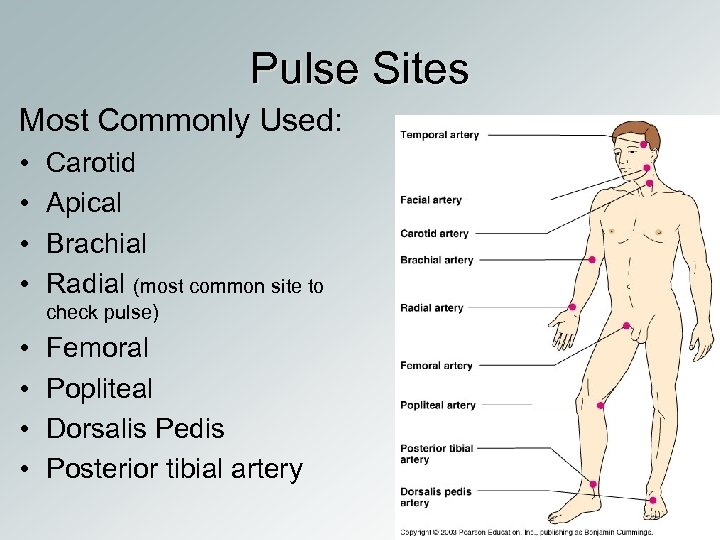 Pulse Sites Most Commonly Used: • • Carotid Apical Brachial Radial (most common site