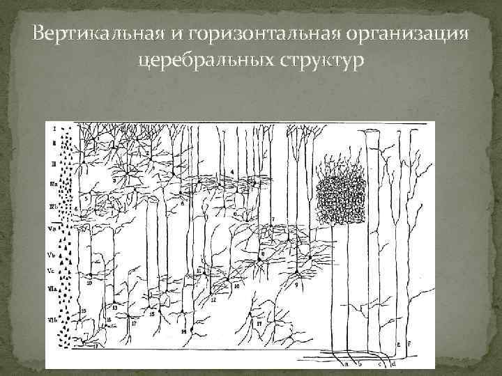 Вертикальная и горизонтальная организация церебральных структур 