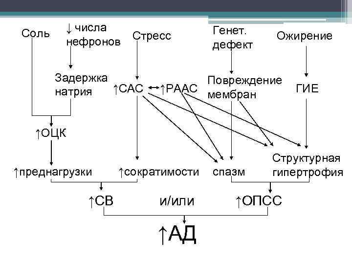 ↓ числа нефронов Стресс Соль Задержка ↑САС натрия Генет. дефект Ожирение Повреждение ↑РААС мембран