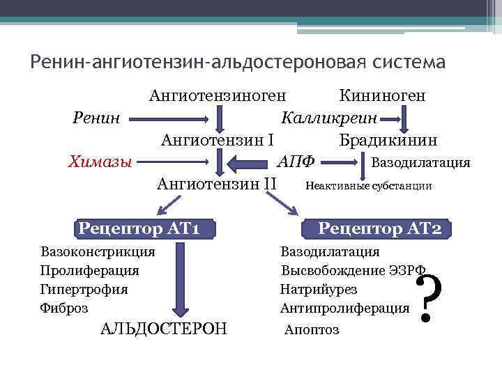 Ренин ангиотензин альдостероновая система презентация