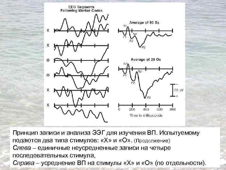 Принцип записи и анализа ЭЭГ для изучения ВП. Испытуемому подаются два типа стимулов: «Х»