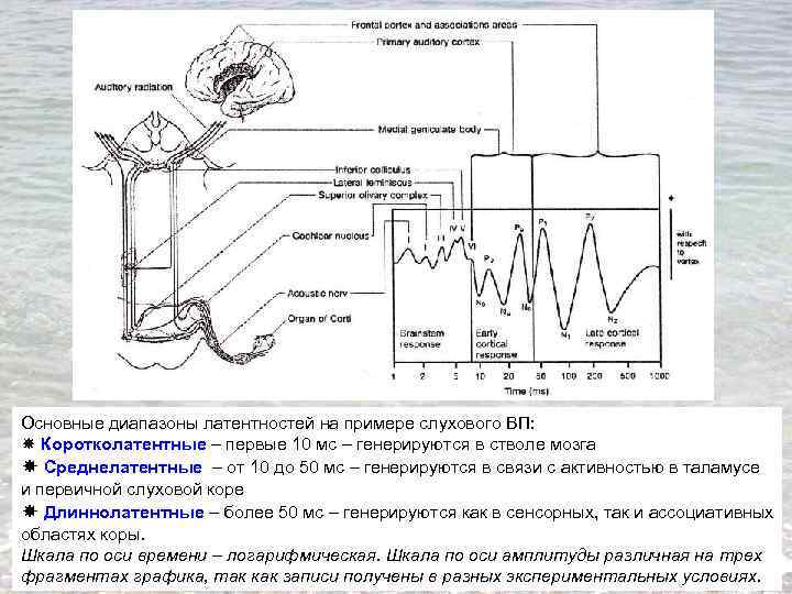 Основные диапазоны латентностей на примере слухового ВП: Коротколатентные – первые 10 мс – генерируются