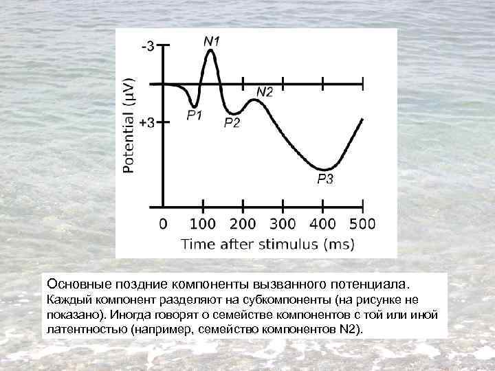Основные поздние компоненты вызванного потенциала. Каждый компонент разделяют на субкомпоненты (на рисунке не показано).