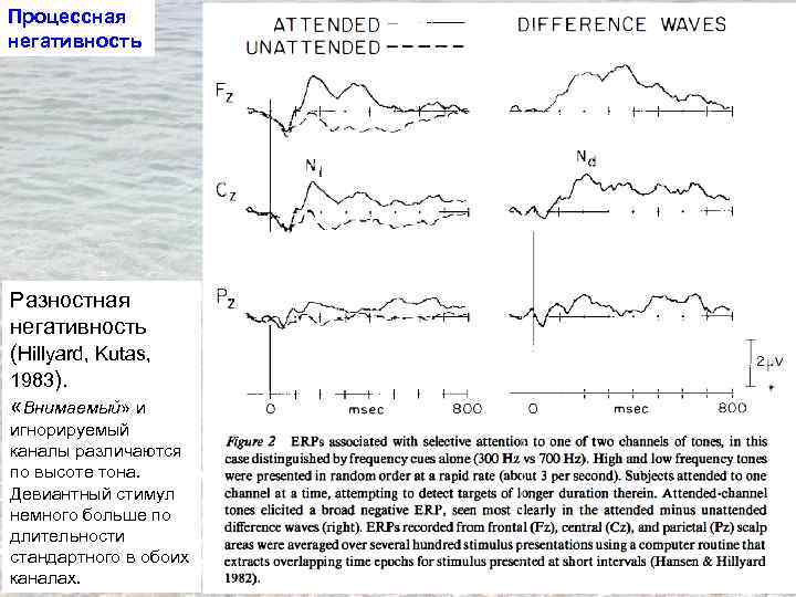 Процессная негативность Разностная негативность (Hillyard, Kutas, 1983). «Внимаемый» и игнорируемый каналы различаются по высоте