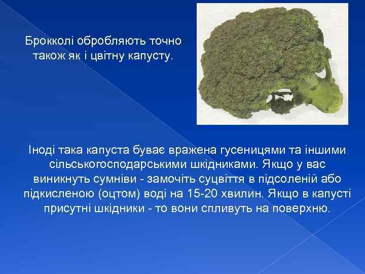 Брокколі обробляють точно також як і цвітну капусту. Іноді така капуста буває вражена гусеницями