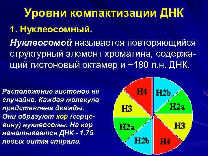 Уровни компактизации ДНК 1. Нуклеосомный. Нуклеосомой называется повторяющийся структурный элемент хроматина, содержащий гистоновый октамер