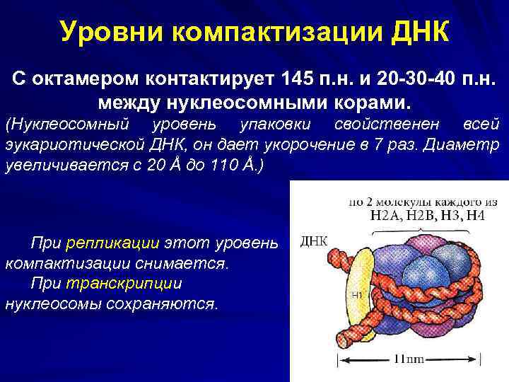 Компактизация днк исчезновение ядерной оболочки. Уровни компактизации ДНК. Нуклеосомный уровень компактизации ДНК. Максимальным уровнем компактизации ДНК является. 14. Особенности компактизации ДНК сперматозоида.