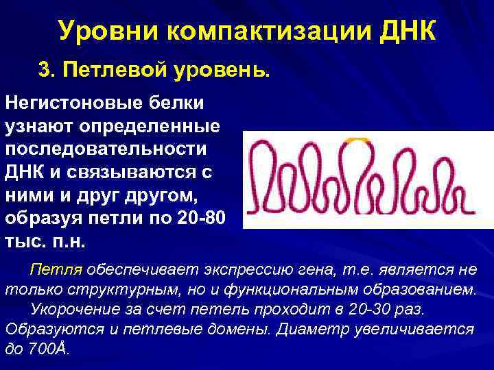 Днк обеспечивает. Петлевой уровень компактизации ДНК. Степени компактизации ДНК. Компактизация ДНК белки. Петлевые домены ДНК.