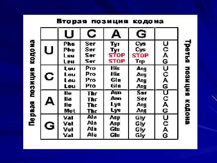 Используя таблицу генетического кода нарисуйте участок