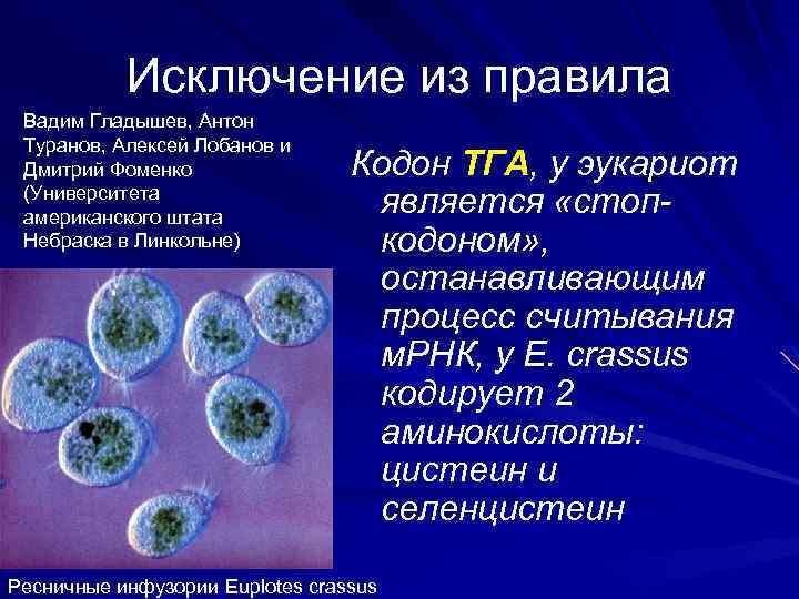 Исключение из правила Вадим Гладышев, Антон Туранов, Алексей Лобанов и Дмитрий Фоменко (Университета американского