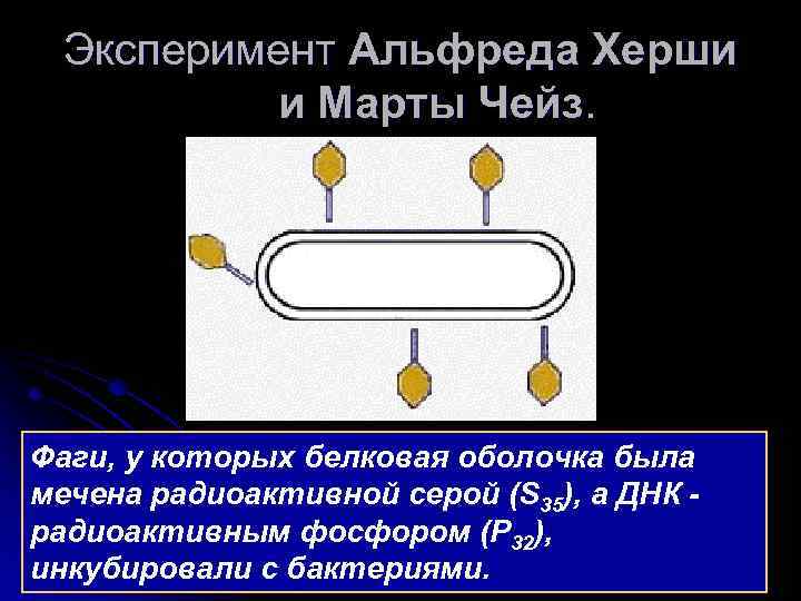 Эксперимент Альфреда Херши и Марты Чейз. Фаги, у которых белковая оболочка была мечена радиоактивной