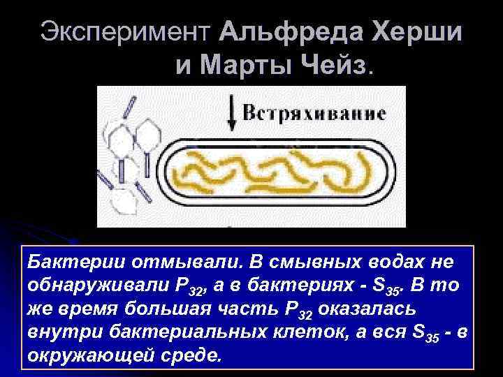 Эксперимент Альфреда Херши и Марты Чейз. Бактерии отмывали. В смывных водах не обнаруживали Р