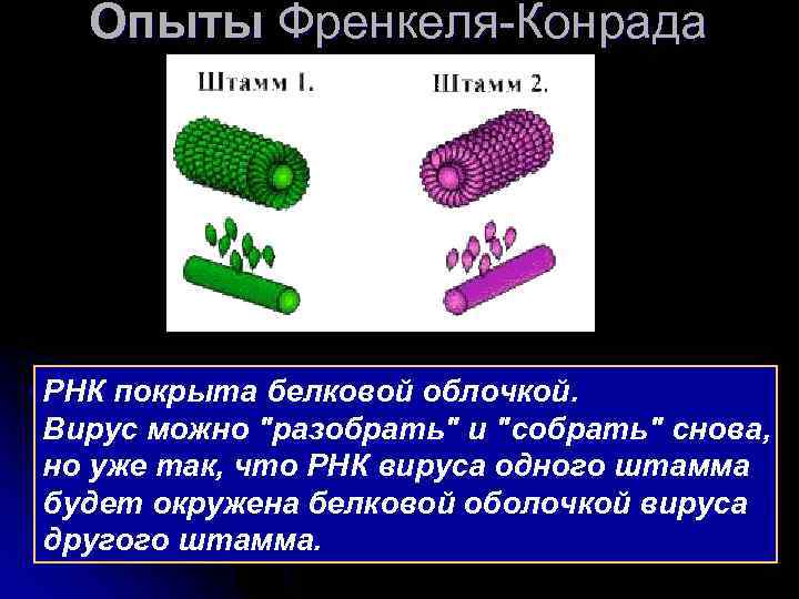 Опыты Френкеля-Конрада РНК покрыта белковой облочкой. Вирус можно "разобрать" и "собрать" снова, но уже