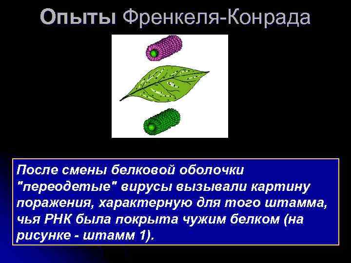 Опыты Френкеля-Конрада После смены белковой оболочки "переодетые" вирусы вызывали картину поражения, характерную для того