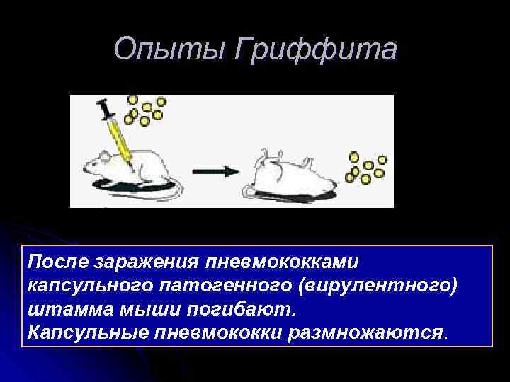 Опыты Гриффита После заражения пневмококками капсульного патогенного (вирулентного) штамма мыши погибают. Капсульные пневмококки размножаются.