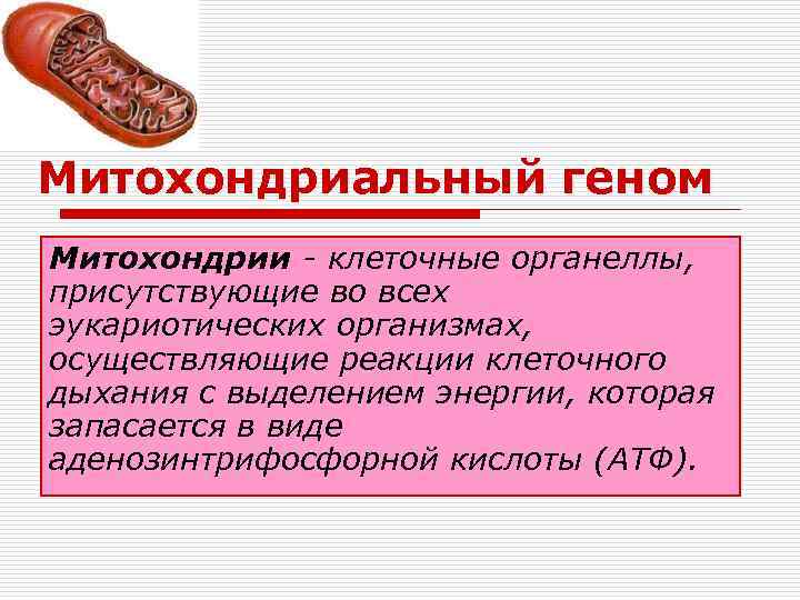 Митохондриальный геном Митохондрии - клеточные органеллы, присутствующие во всех эукариотических организмах, осуществляющие реакции клеточного