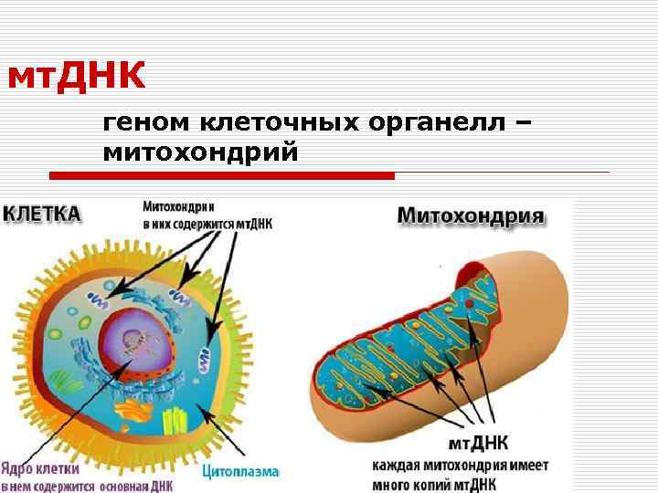 мт. ДНК геном клеточных органелл – митохондрий 