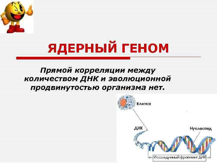 ЯДЕРНЫЙ ГЕНОМ Прямой корреляции между количеством ДНК и эволюционной продвинутостью организма нет. 