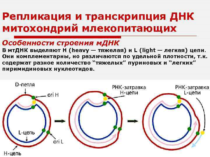 Репликация и транскрипция ДНК митохондрий млекопитающих Особенности строения м. ДНК В мт. ДНК выделяют