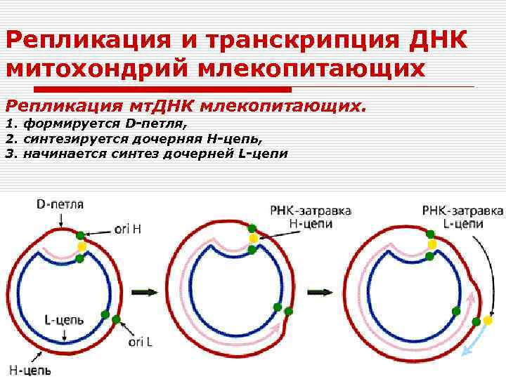 Репликация и транскрипция ДНК митохондрий млекопитающих Репликация мт. ДНК млекопитающих. 1. формируется D-петля, 2.