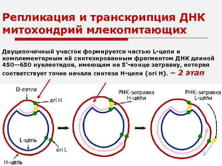 Репликация и транскрипция ДНК митохондрий млекопитающих Двуцепочечный участок формируется частью L-цепи и комплементарным ей