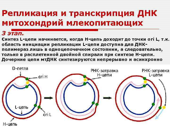 Репликация и транскрипция ДНК митохондрий млекопитающих 3 этап. Синтез L-цепи начинается, когда Н-цепь доходит
