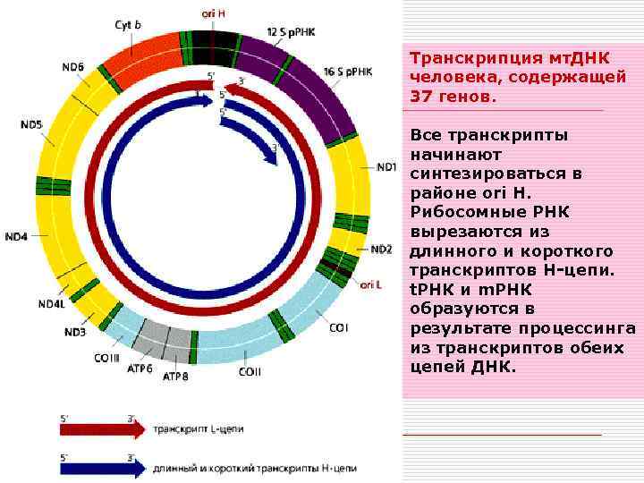 Транскрипция мт. ДНК человека, содержащей 37 генов. Все транскрипты начинают синтезироваться в районе ori