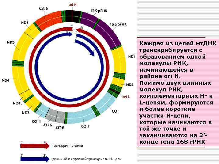 Каждая из цепей мт. ДНК транскрибируется с образованием одной молекулы РНК, начинающейся в районе