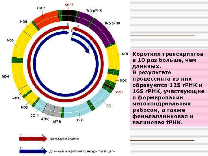 Коротких транскриптов в 10 раз больше, чем длинных. В результате процессинга из них образуются