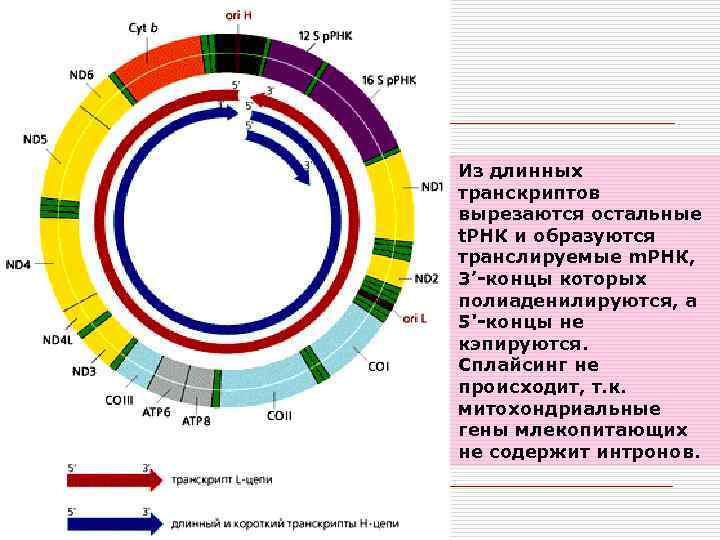 Из длинных транскриптов вырезаются остальные t. РНК и образуются транслируемые m. РНК, 3’-концы которых