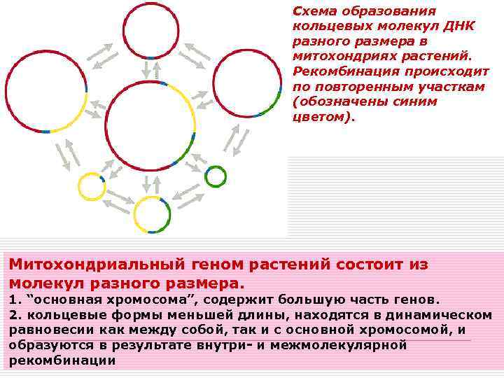 Схема образования кольцевых молекул ДНК разного размера в митохондриях растений. Рекомбинация происходит по повторенным