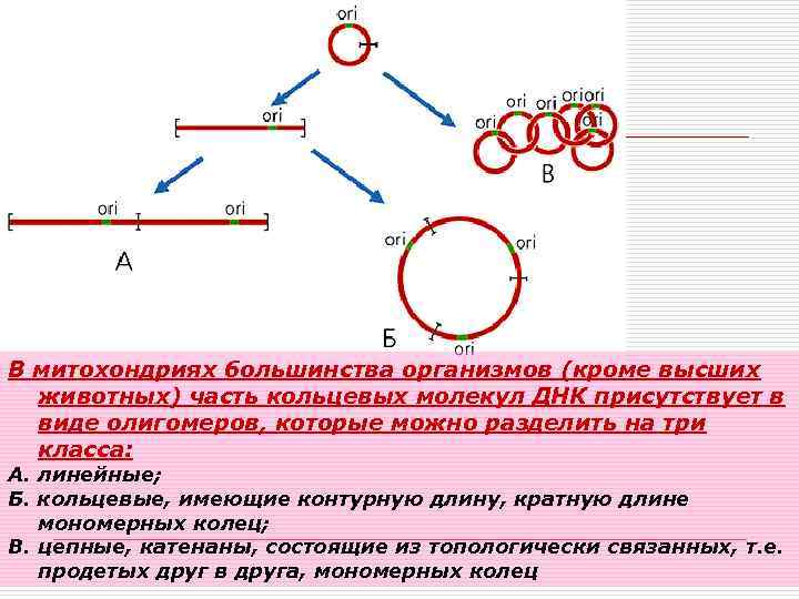 В митохондриях большинства организмов (кроме высших животных) часть кольцевых молекул ДНК присутствует в виде