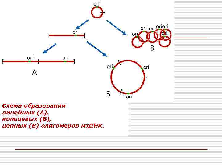 Схема образования линейных (А), кольцевых (Б), цепных (В) олигомеров мт. ДНК. 