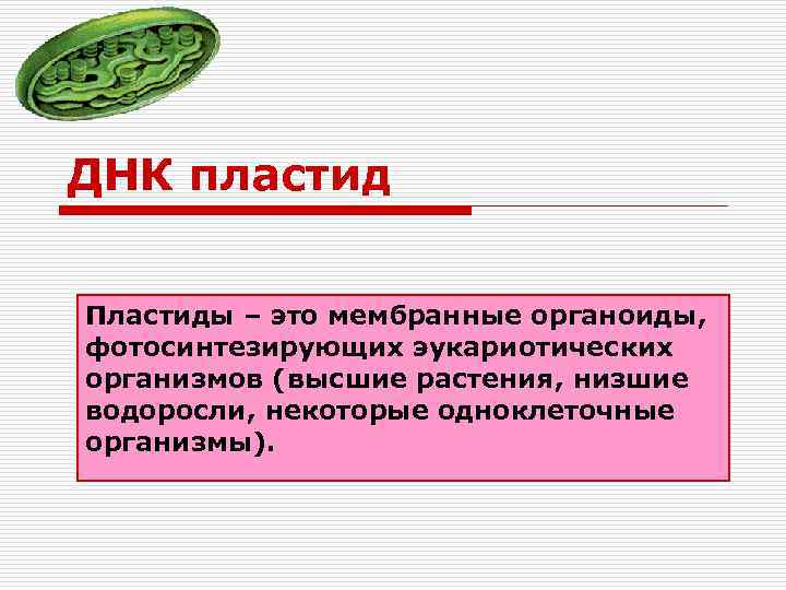 ДНК пластид Пластиды – это мембранные органоиды, фотосинтезирующих эукариотических организмов (высшие растения, низшие водоросли,