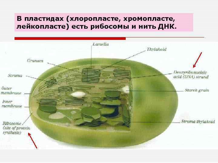 В пластидах (хлоропласте, хромопласте, лейкопласте) есть рибосомы и нить ДНК. 