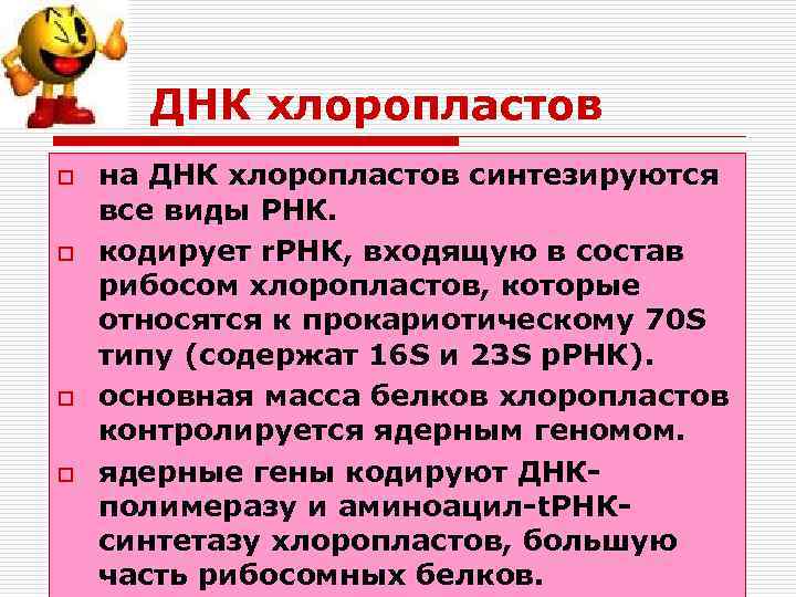 ДНК хлоропластов o o на ДНК хлоропластов синтезируются все виды РНК. кодирует r. РНК,
