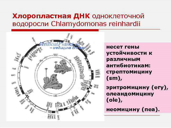 Хлоропластная ДНК одноклеточной водоросли Chlamydomonas reinhardii несет гены устойчивости к различным антибиотикам: стрептомицину (sm),