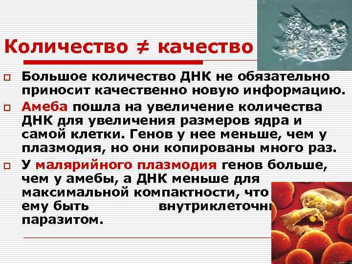 Количество ≠ качество o o o Большое количество ДНК не обязательно приносит качественно новую