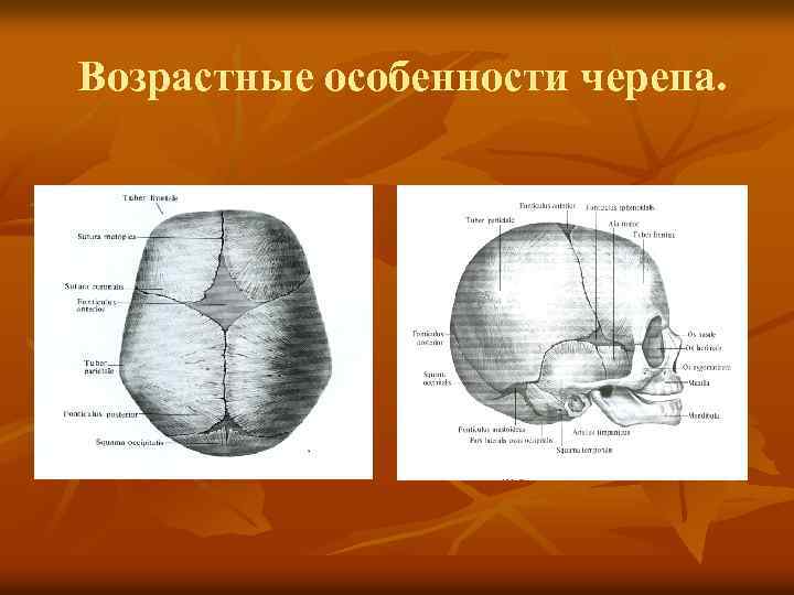 Возрастные особенности черепа. 