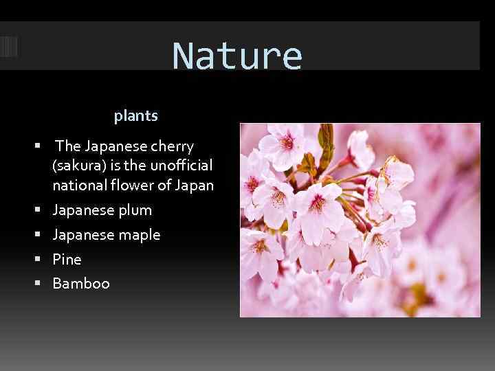 Nature plants The Japanese cherry (sakura) is the unofficial national flower of Japanese plum