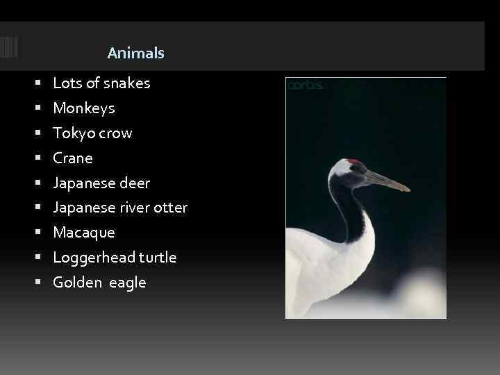 Animals Lots of snakes Monkeys Tokyo crow Crane Japanese deer Japanese river otter Macaque