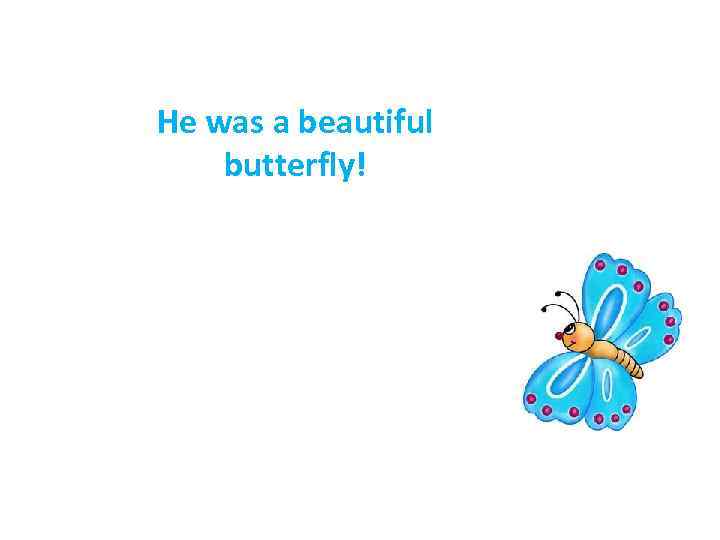 He was a beautiful butterfly! 