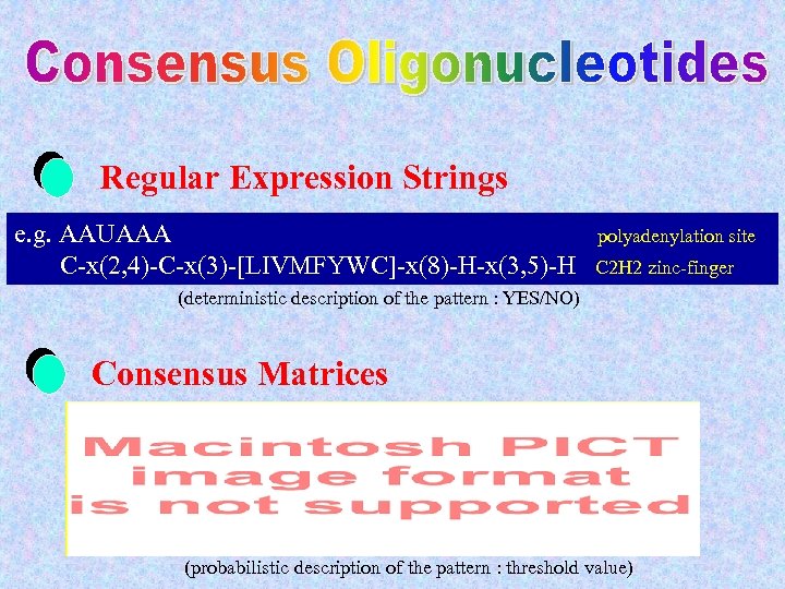 Regular Expression Strings e. g. AAUAAA C-x(2, 4)-C-x(3)-[LIVMFYWC]-x(8)-H-x(3, 5)-H polyadenylation site C 2 H
